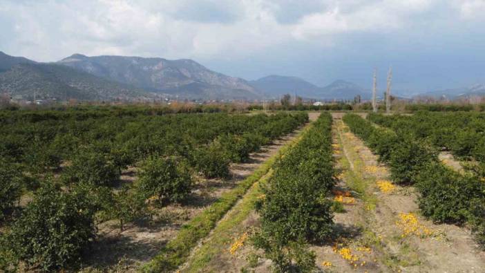 Adana'da değer bulamayan narenciye bahçeleri boş kaldı