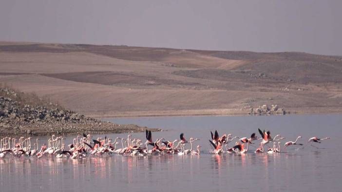 Flamingolar akın etti! Bozkır renklendi