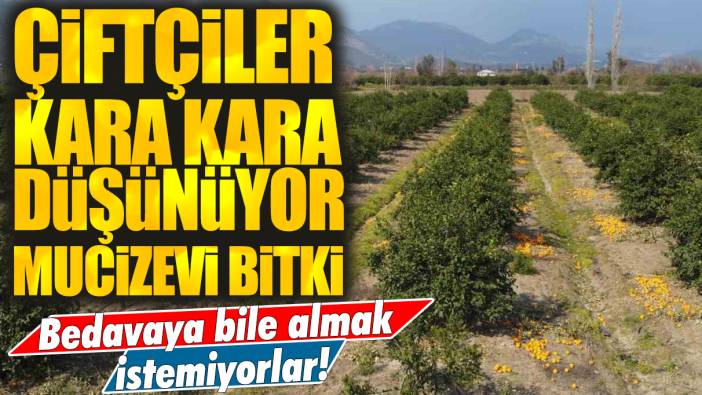 Çiftçiler kara kara düşünüyor: Bedavaya bile almak istemiyorlar!