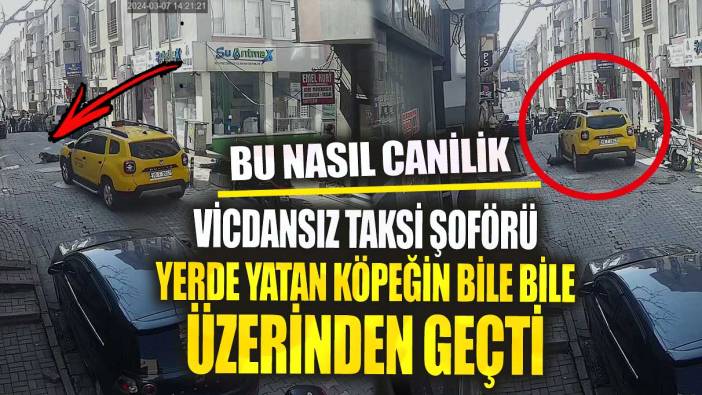 Vicdansız taksi şoförü yolda yatan köpeğin bile bile üzerinden geçti