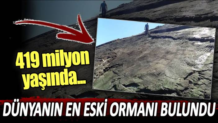 Dünyanın en eski ormanı bulundu: 419 milyon yaşında