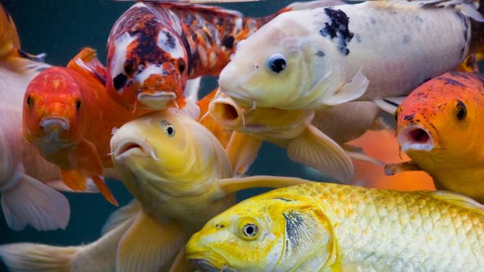 Rüyada balık görmek ne anlama gelir