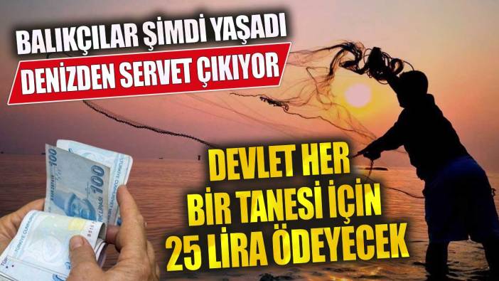 Devlet her bir tanesi için 25 lira ödeyecek! Denizden servet çıkıyor