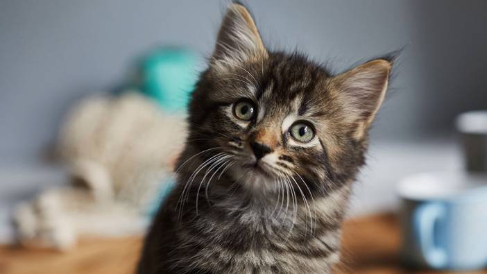 Rüyada kedi görmek ne anlama gelir?