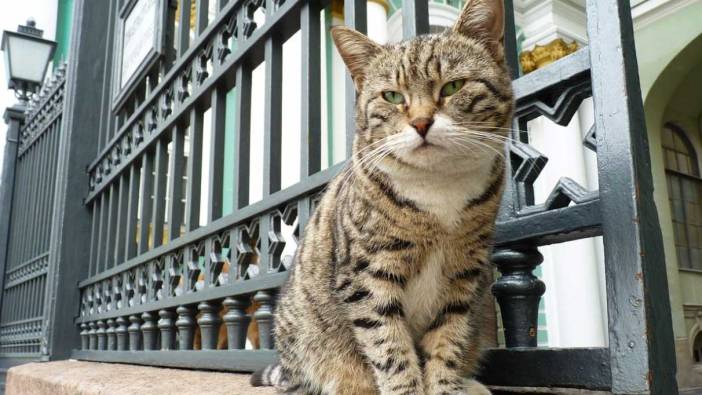 Rüyada kedi görmek ne anlama gelir?