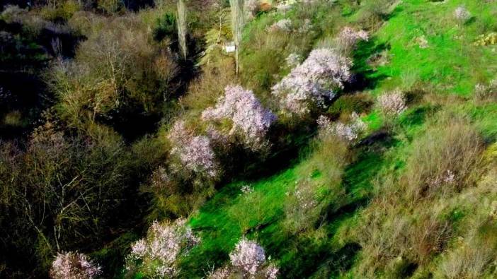 Bilecik'te badem ağaçları çiçek açtı