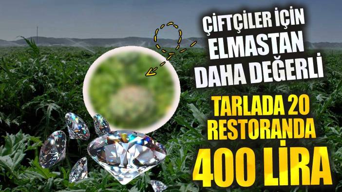 Tarlada 20 restoranda 400 lira çiftçiler için elmastan daha değerli