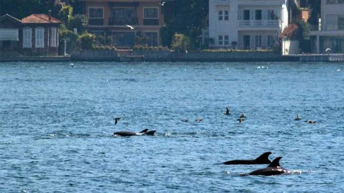 İstanbul Boğazı'nda yunus sürprizi