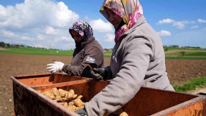 Bolu'da patates ekimi başladı! Üreticiler sezondan umutlu