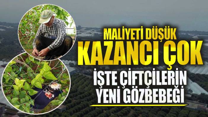 Maliyeti düşük kazancı çok işte çiftçilerin yeni gözbebeği