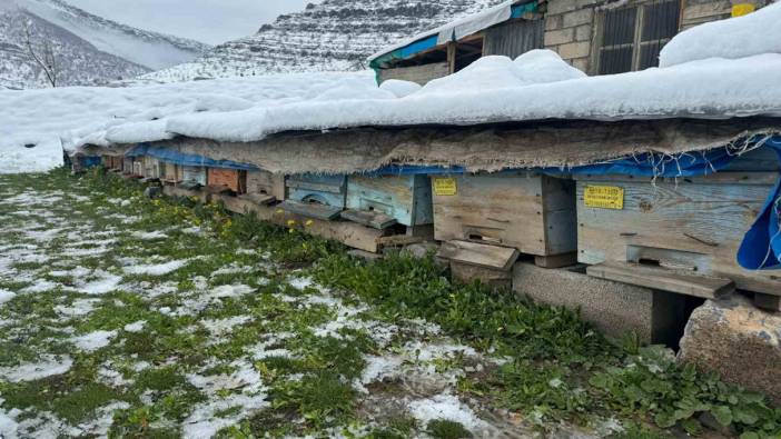 Şırnak’ta yalancı bahar bal arılarını vurdu