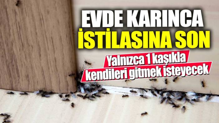 Evde karınca istilasına son!  Yalnızca 1 kaşıkla kendileri gitmek isteyecek