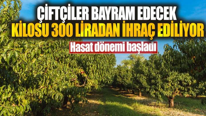 Çiftçiler bayram edecek kilosu 300 liradan ihraç ediliyor! Hasat dönemi başladı