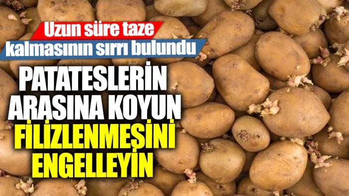 Patateslerin arasına koyun filizlenmesini engelleyin! Uzun süre taze kalmasının sırrı bulundu