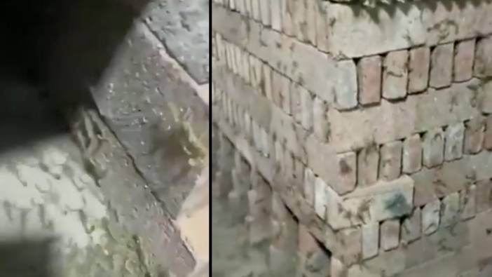 Bu ürkütücü canlıya dikkat! Çiftlikte ilk kez göreceksiniz...