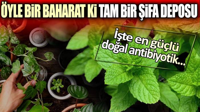 Öyle bir baharat ki tam bir şifa deposu: İşte en güçlü doğal antibiyotik