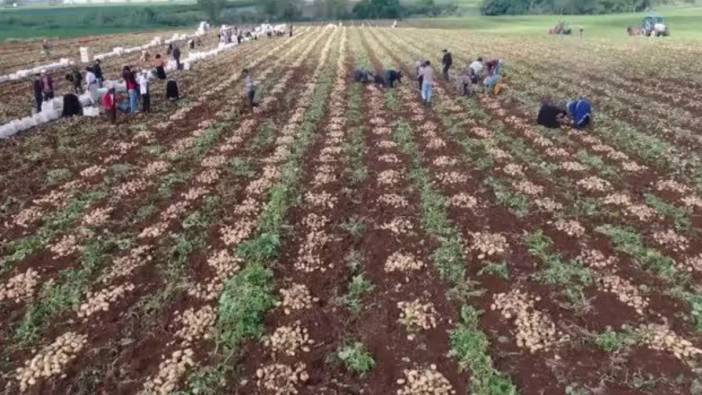 Adana’da turfanda patates hasadı başladı