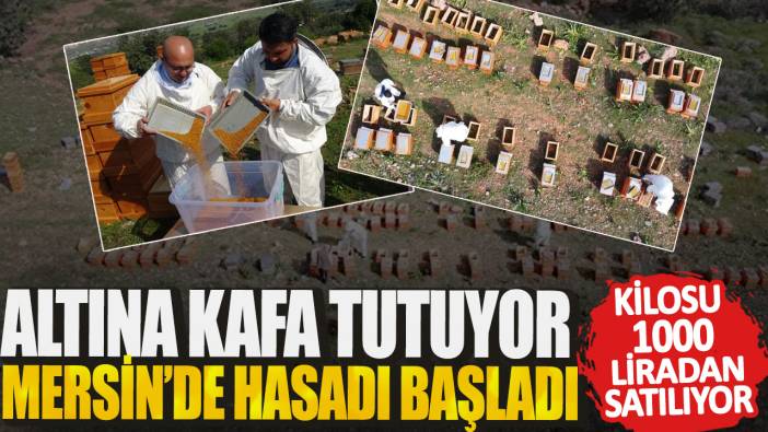 Altına kafa tutuyor: Mersinde hasadı başladı! Kilosu 1000 liradan satılıyor