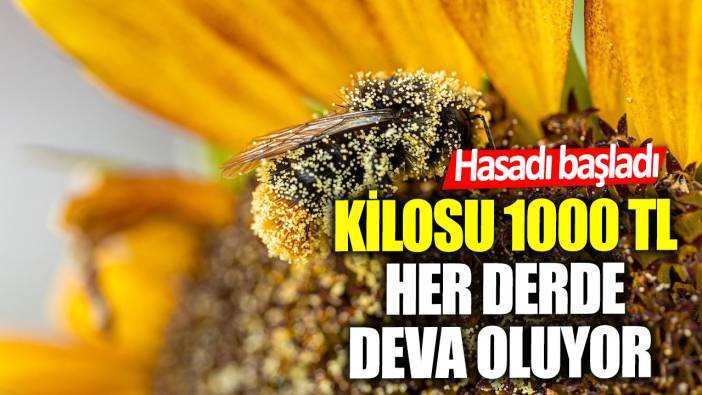 Hasadı başladı! Kilosu 1000 lira her derde deva oluyor