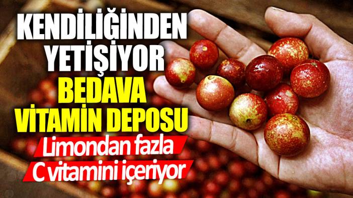 Limondan fazla C vitamini içeriyor!  Kendiliğinden yetişiyor bedava vitamin deposu