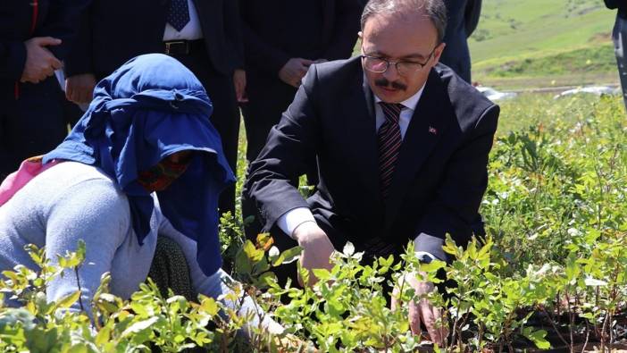 Siirt'te üreticilere 125 bin fıstık fidanı dağıtıldı