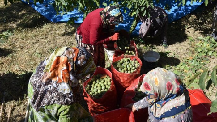 Bursa'da ceviz hasadı, çiftçinin yüzünü güldürdü