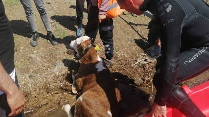 Malatya’da baraja düşen dana kurtarıldı