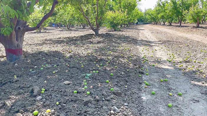 Hasada gün sayıyordu! Erik üreticisini fırtına vurdu