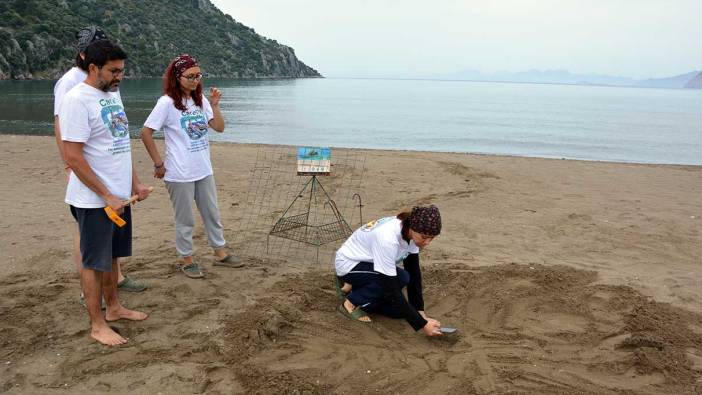 Muğla'da gülümseten manzara! Caretta carettalar yumurta bırakmaya başladı