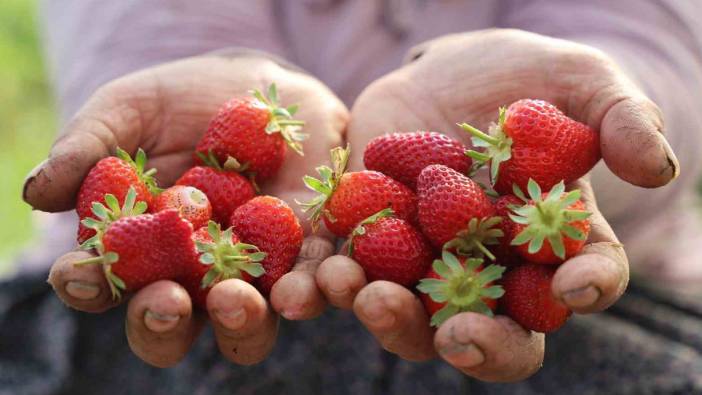 Elazığ’da örtü altı çilekte ilk hasat