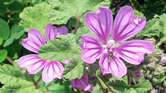 Rüyada ebegümeci görmek ne anlama gelir?