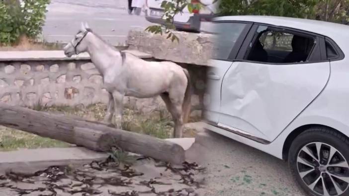 Otomobile çarpan at hiçbir şey olmamış gibi ot yemeye devam etti