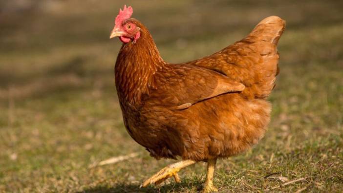 Rüyada tavuk görmek ne anlama gelir