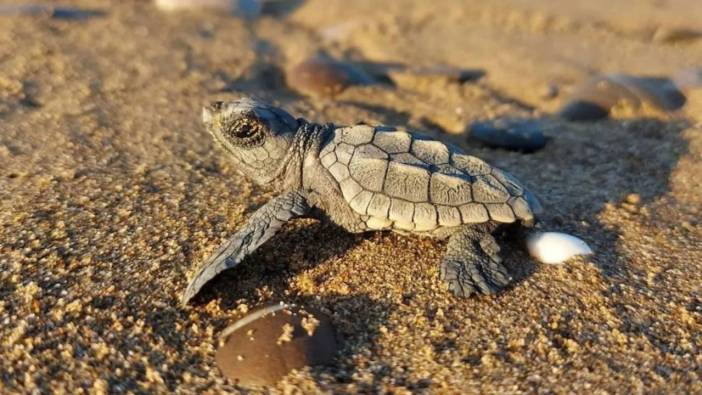 Antalya’da caretta caretta sezonu erken başladı