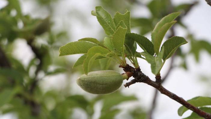 Meteoroloji'den zirai don uyarısı