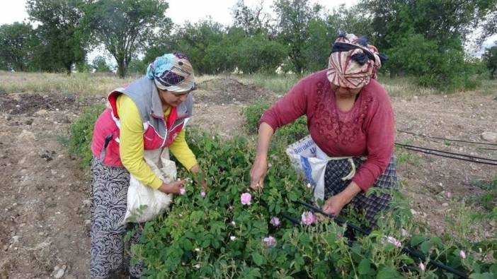 Isparta’yı bu yıl gül kokusu erken sardı