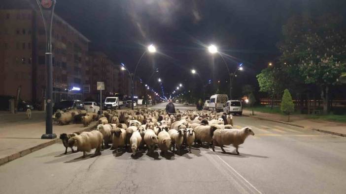 Doğu Karadeniz’de sürüler yaylalara çıkmaya başladı