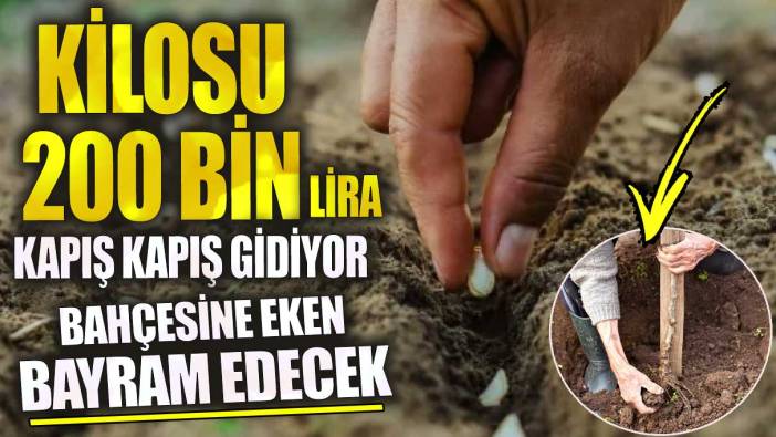 Kilosu 200 bin lira bahçesine eken bayram edecek kapış kapış gidiyor