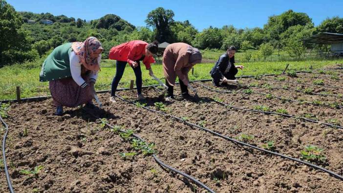 Osmanlı çileği tarlada alıcı buluyor