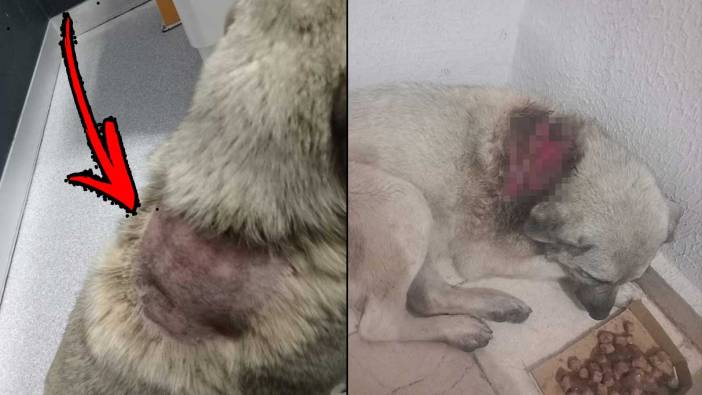 Bitmedi caniliğiniz! Sokak köpeğini sıcak suyla yaktılar