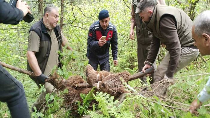 Uludağ’da araba çarpan ayı 24 saatte kurtarıldı