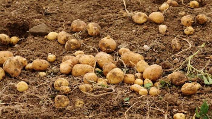 Rüyada patates sökmek ne anlama gelir?