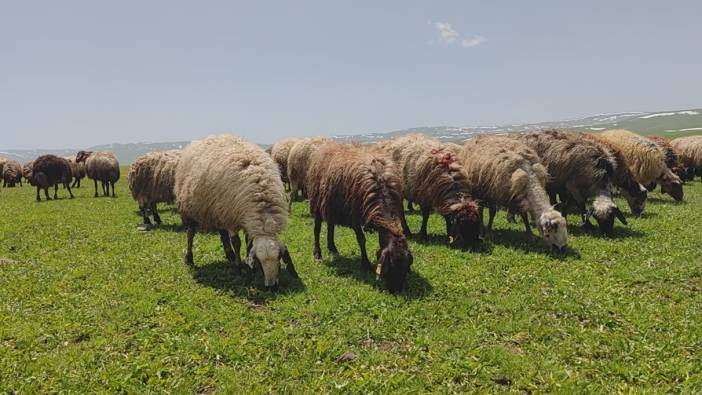 Besiciler yaylaya çıkmaya başladı