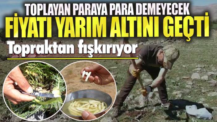 Fiyatı yarım altını geçti! Toplayan paraya para demeyecek