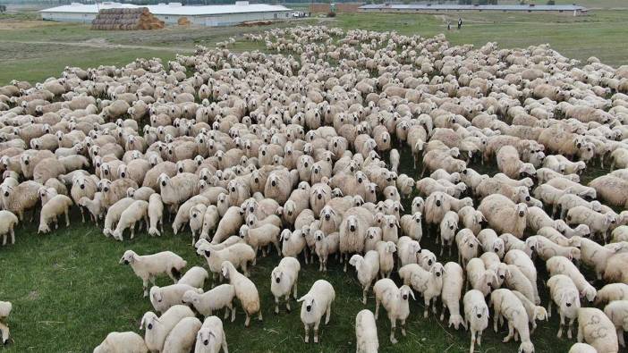 Sivas’ta gülümseten manzara! Kuzular annesiyle buluştu