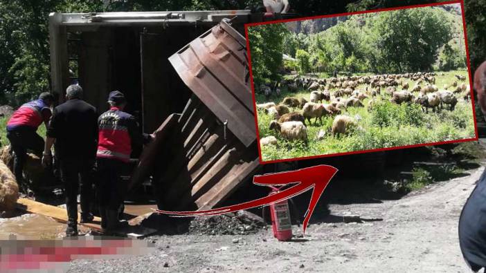 Hakkari'de tır devrildi: Onlarca koyun telef oldu