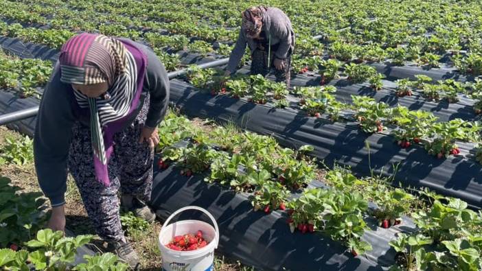 Beyşehir’de çilek bahçelerinde hasat mesaisi başladı