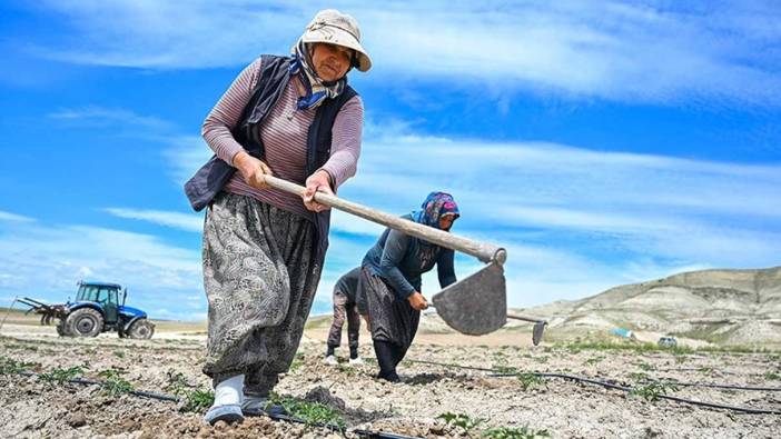 Yerli ata tohumları toprakla buluştu