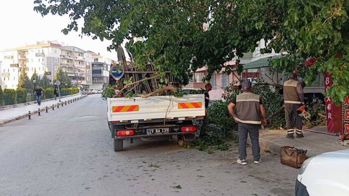 Çorum'da üzerine ağaç dalı düşen kadın yaralandı