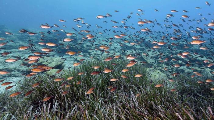 Denizlerde alarm verildi! Giderek azalıyor